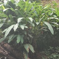 Hutan Banana (Musa lawitiensis)