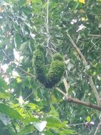 Netted velvet bean (Mucuna reticulata)