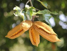 Lacebark tree (Brachychiton discolor)