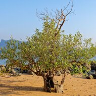 White mangrove (Avicennia alba)
