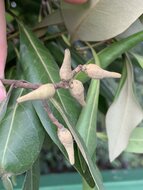 White mangrove (Avicennia alba)