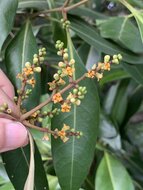 White mangrove (Avicennia alba)