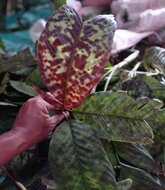 Mottled dwarf palm (Pinanga aristata)