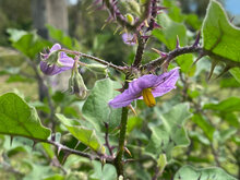 Wild aubergine (Solanum melongena ssp. cumingii)