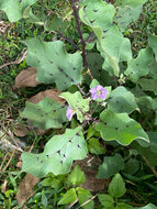Wild aubergine (Solanum melongena ssp. cumingii)