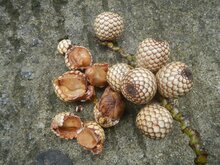 Dragons blood rattan (Calamus draco)