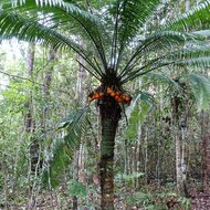 Cycad (Cycas scratchleyana)