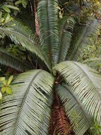 Cycad (Cycas scratchleyana)