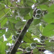Gum benjamin tree (Styrax benzoin)