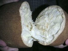 Cupua&ccedil;u (Theobroma grandiflorum)