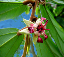 Cupua&ccedil;u (Theobroma grandiflorum)