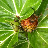 Lowland Breadfruit Fig (Ficus brusii)