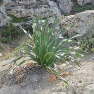 Sea daffodil (Pancratium maritimum)