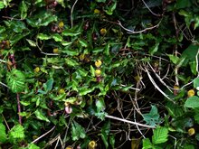 Evergreen Dutchman's pipe (Aristolochia sempervirens)