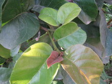 Monkey fruit (Artocarpus lacucha)