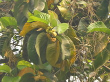Monkey fruit (Artocarpus lacucha)