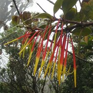 Aetanthus (Aetanthus nodosus)