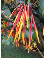 Aetanthus (Aetanthus nodosus)