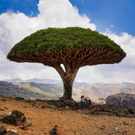 Socotra dragon tree (Dracaena cinnabari)