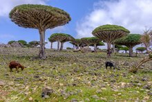 Socotra dragon tree (Dracaena cinnabari)