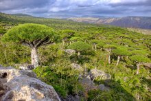 Socotra dragon tree (Dracaena cinnabari)
