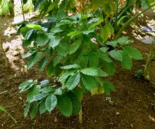 Catura Coffee (Coffea arabica 'catura')