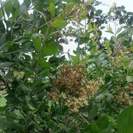 Henna (Lawsonia inermis)