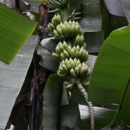 Cheesman Banana (Musa cheesmanii)