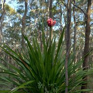 Gymea Lily (Doryanthes excelsa)