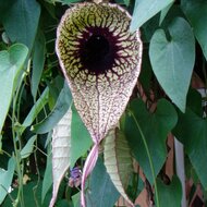 Pelican Flower (Aristolochia grandiflora)