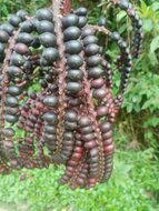 Celebes palm (Pinanga celebica)