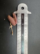 Clove (Syzygium aromaticum)