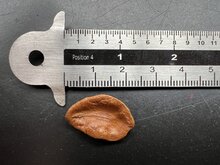 Golden trumpet (Allamanda cathartica)