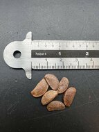 American Persimmon (Diospyros virginiana)