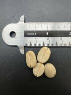 Catura Coffee (Coffea arabica 'catura')