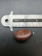 Black Sapote (Diospyros digyna)