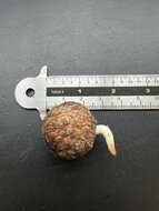 White Elephant Palm (Kerriodoxa elegans)