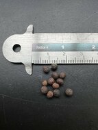 Kenda (Macaranga peltata)