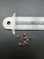 Fried-egg-tree (Oncoba spinosa)