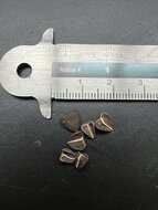 Andalusian Dutchman's Pipe (Aristolochia baetica)