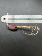 Cocoa (Theobroma cacao)