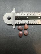 Camel's foot tree (Piliostigma thonningii)