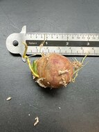 Chempedak (Artocarpus integer)