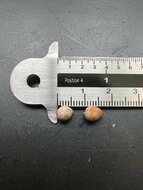 Golden licuala (Licuala paludosa)