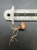 Pedalai (Artocarpus sericicarpus)