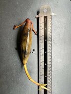 Upriver orange mangrove (Bruguiera sexangula)