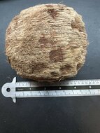 Palmyra palm (Borassus flabellifer)