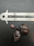 Climbing Orchid Tree (Lasiobema scandens)