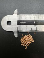 Common Fig (Ficus carica)