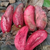 Broad leaved Garcinia (Garcinia latissima)